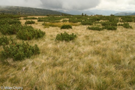Nardo strictae-Caricion bigelowii