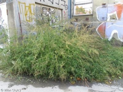 Chenopodietum stricti