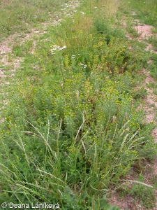 Polygono arenastri-Poëtea annuae