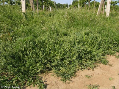Polygono arenastri-Poëtea annuae