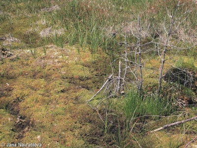 Scheuchzerio palustris-Caricetea nigrae