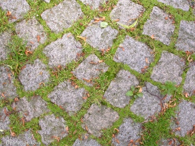 Polygono arenastri-Poëtea annuae