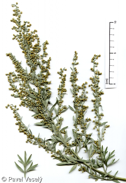 Artemisia absinthium – pelyněk pravý