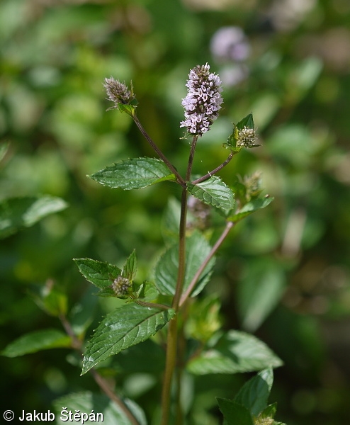 Mentha ×piperita – máta peprná