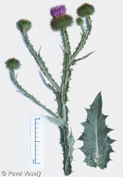 Onopordum acanthium – ostropes trubil