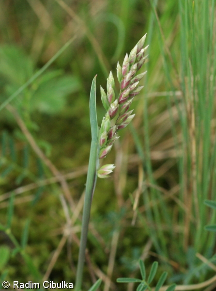 Poa badensis – lipnice bádenská
