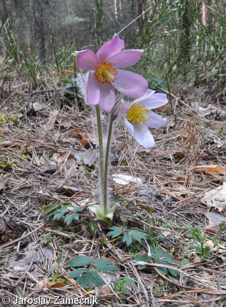 Pulsatilla vernalis – koniklec jarní