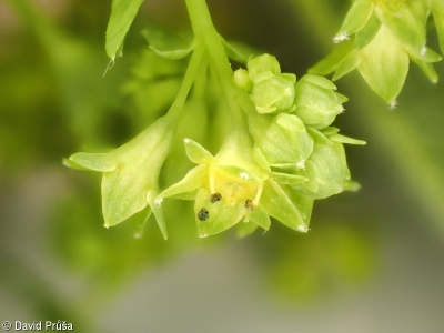 Alchemilla acutiloba – kontryhel ostrolaločný