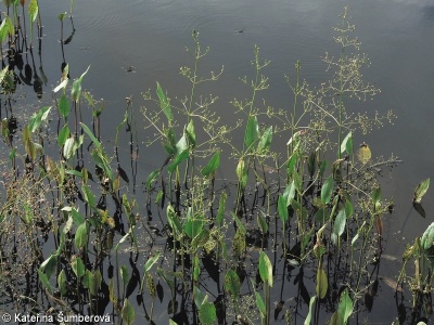 Alisma plantago-aquatica – žabník jitrocelový