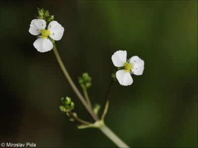 Alisma plantago-aquatica – žabník jitrocelový