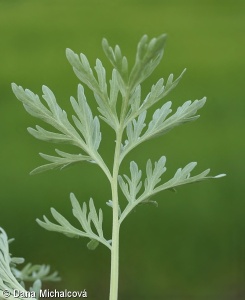 Artemisia absinthium – pelyněk pravý