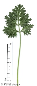 Artemisia absinthium – pelyněk pravý