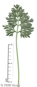 Artemisia absinthium – pelyněk pravý