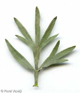 Artemisia absinthium – pelyněk pravý