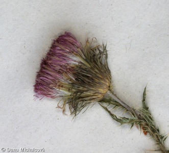 Carduus acanthoides – bodlák obecný