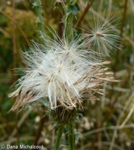 Carduus acanthoides – bodlák obecný