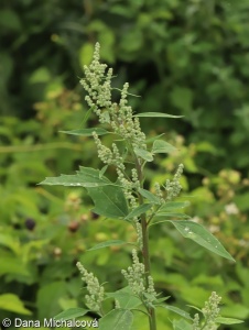 Chenopodium album agg. – okruh merlíku bílého