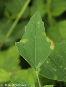 Chenopodium album agg. – okruh merlíku bílého