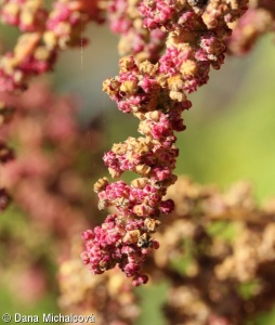 Chenopodium album agg. – okruh merlíku bílého