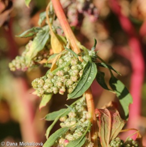 Chenopodium album agg. – okruh merlíku bílého