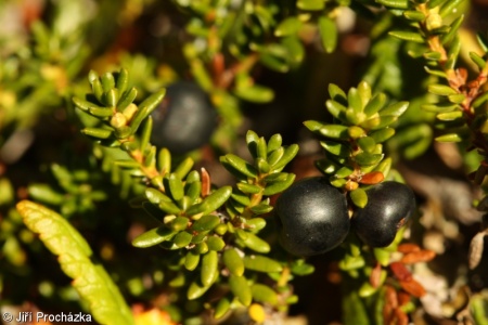 Empetrum nigrum agg. – okruh šichy černé