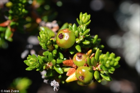 Empetrum nigrum agg. – okruh šichy černé