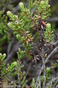 Empetrum nigrum agg. – okruh šichy černé