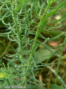 Euphorbia cyparissias – pryšec chvojka