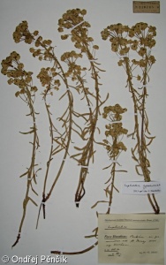 Euphorbia cyparissias – pryšec chvojka