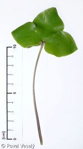 Hepatica nobilis – jaterník podléška