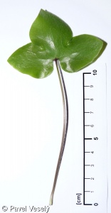 Hepatica nobilis – jaterník podléška