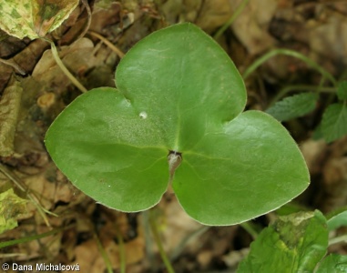 Hepatica nobilis – jaterník podléška