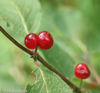 Lonicera xylosteum – zimolez pýřitý. z. obecný