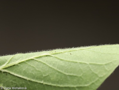 Lonicera xylosteum – zimolez pýřitý. z. obecný
