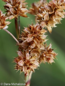 Luzula campestris agg. – okruh biky ladní