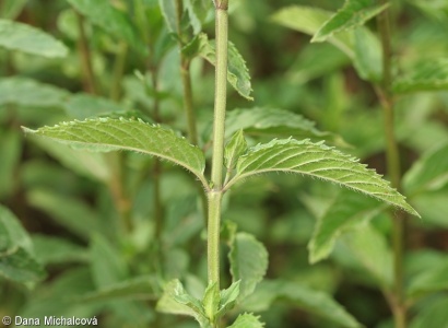 Mentha ×piperita – máta peprná