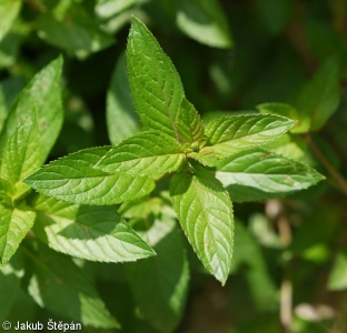 Mentha ×piperita – máta peprná