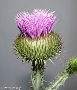 Onopordum acanthium – ostropes trubil