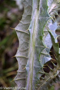 Onopordum acanthium – ostropes trubil