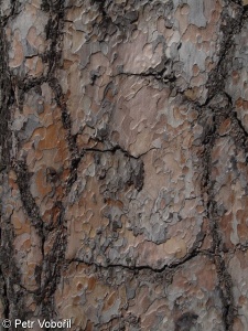Pinus sylvestris – borovice lesní, sosna