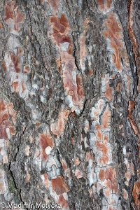 Pinus sylvestris – borovice lesní, sosna