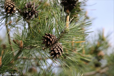 Pinus sylvestris – borovice lesní, sosna