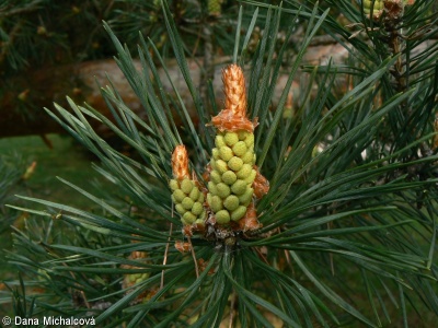 Pinus sylvestris – borovice lesní, sosna