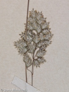 Poa badensis – lipnice bádenská