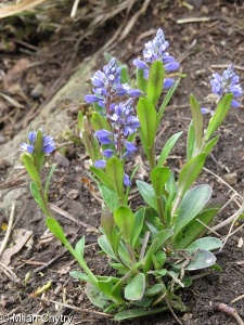 Polygala amara subsp. brachyptera – vítod hořký krátkokřídlý