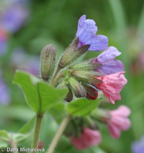 Pulmonaria officinalis agg. – okruh plicníku lékařského