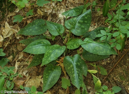 Pulmonaria officinalis agg. – okruh plicníku lékařského