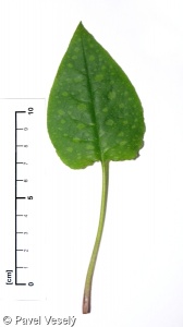 Pulmonaria officinalis agg. – okruh plicníku lékařského