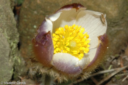 Pulsatilla vernalis – koniklec jarní