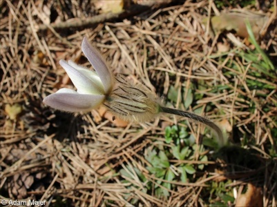Pulsatilla vernalis – koniklec jarní